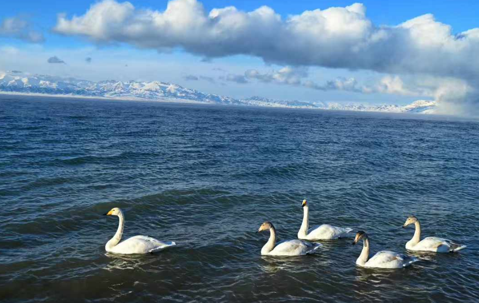 新疆包车找哪家旅行社？——新疆中西部国际旅行社推荐