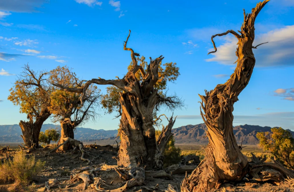 新疆包车旅行收费与车型推荐