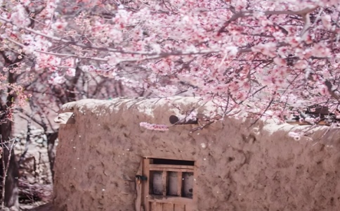 新疆杏花季跟团 01-02-2025