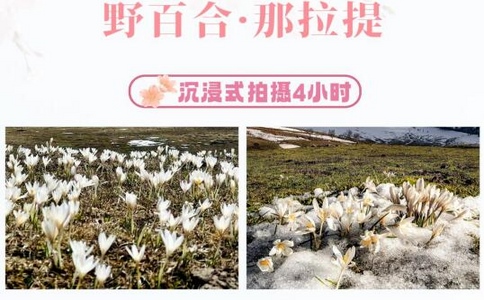 伊犁旅行社排名|中西部旅行社在伊犁的优势