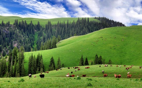 伊犁当地旅游报团：省钱省心的旅行选择