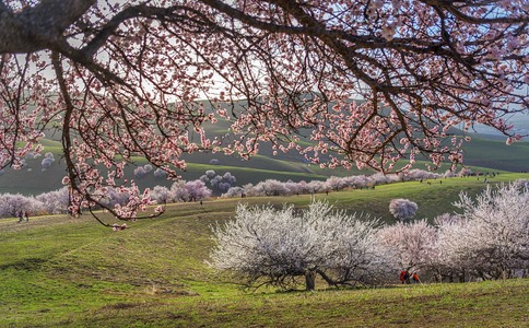 20250226_新疆杏花_20250226_132549_6929 20250226_新疆杏花_20250226_132549_6929