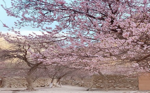 20250324_清明新疆杏花_20250324_133707_8724