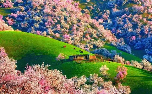 20250324_清明去新疆_20250324_133706_4706