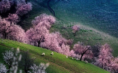 20250324_吐尔根杏花沟_20250324_133711_8270