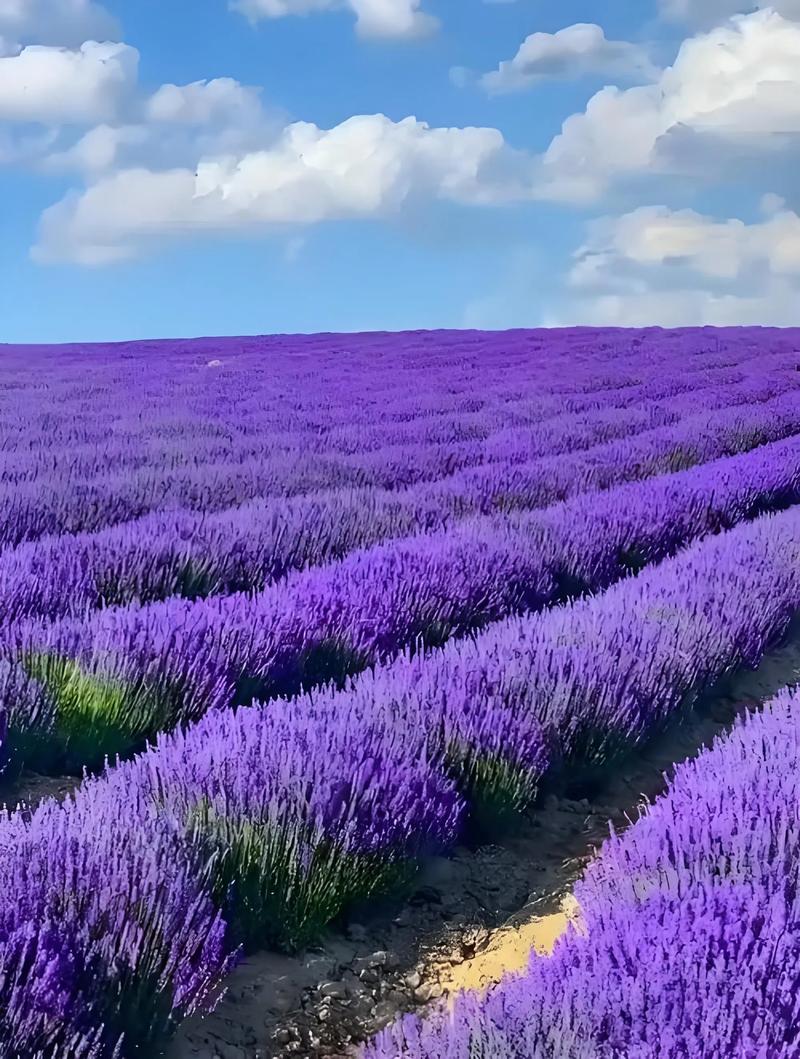 薰衣草